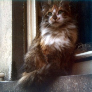Die Katze Wuschel auf einem Fenstersims