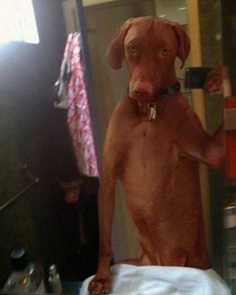 Ein Hund macht ein Selfie